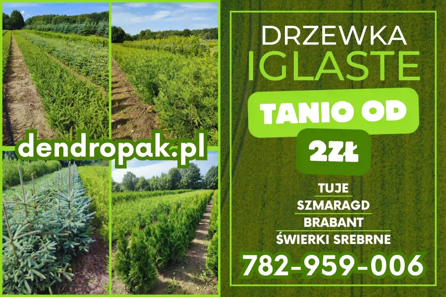 Dendropak – baner reklamowy – Druk, Grafika