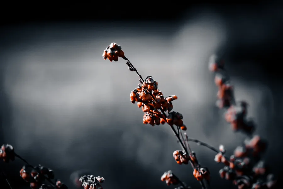 Natura – Natura